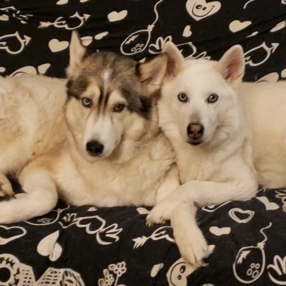 Meet your Posher, Amy - Picture 4 of 8